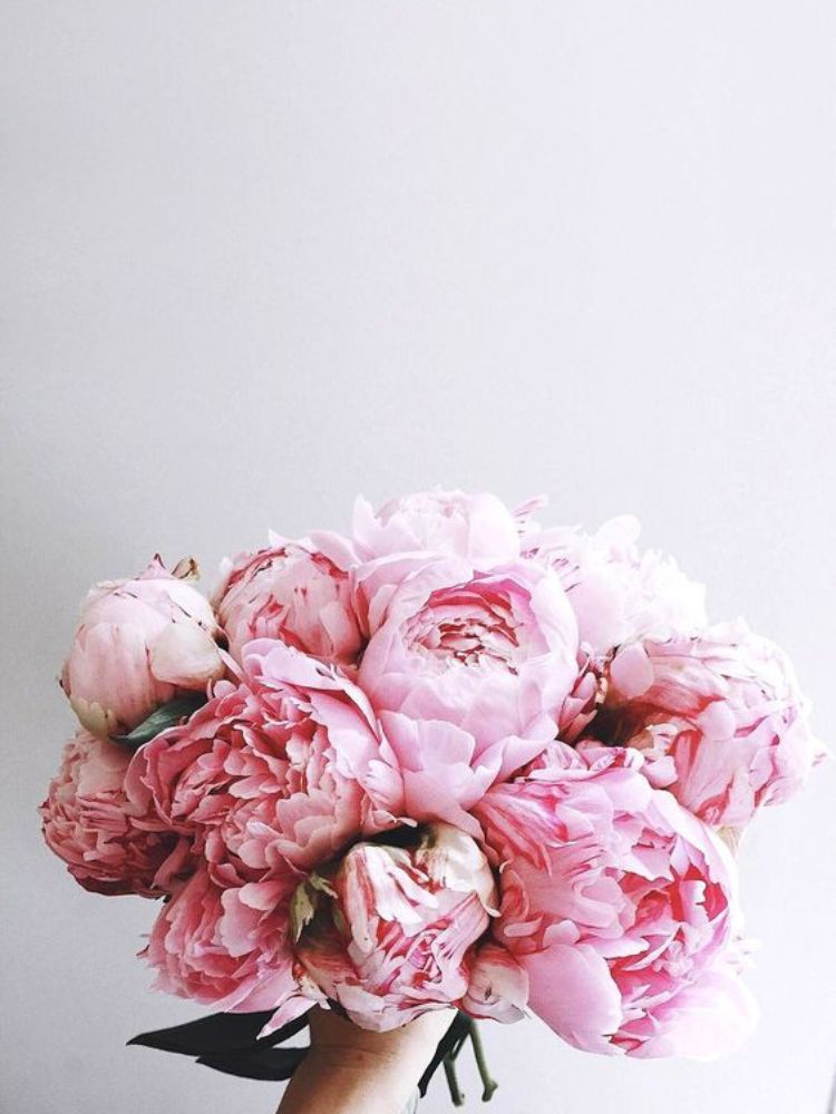 Hình nền hoa mẫu đơn cho điện thoại - Ảnh nền hoa mẫu đơn - HoaTieu.vn |  Pink flowers, Amazing flowers, Beautiful flowers