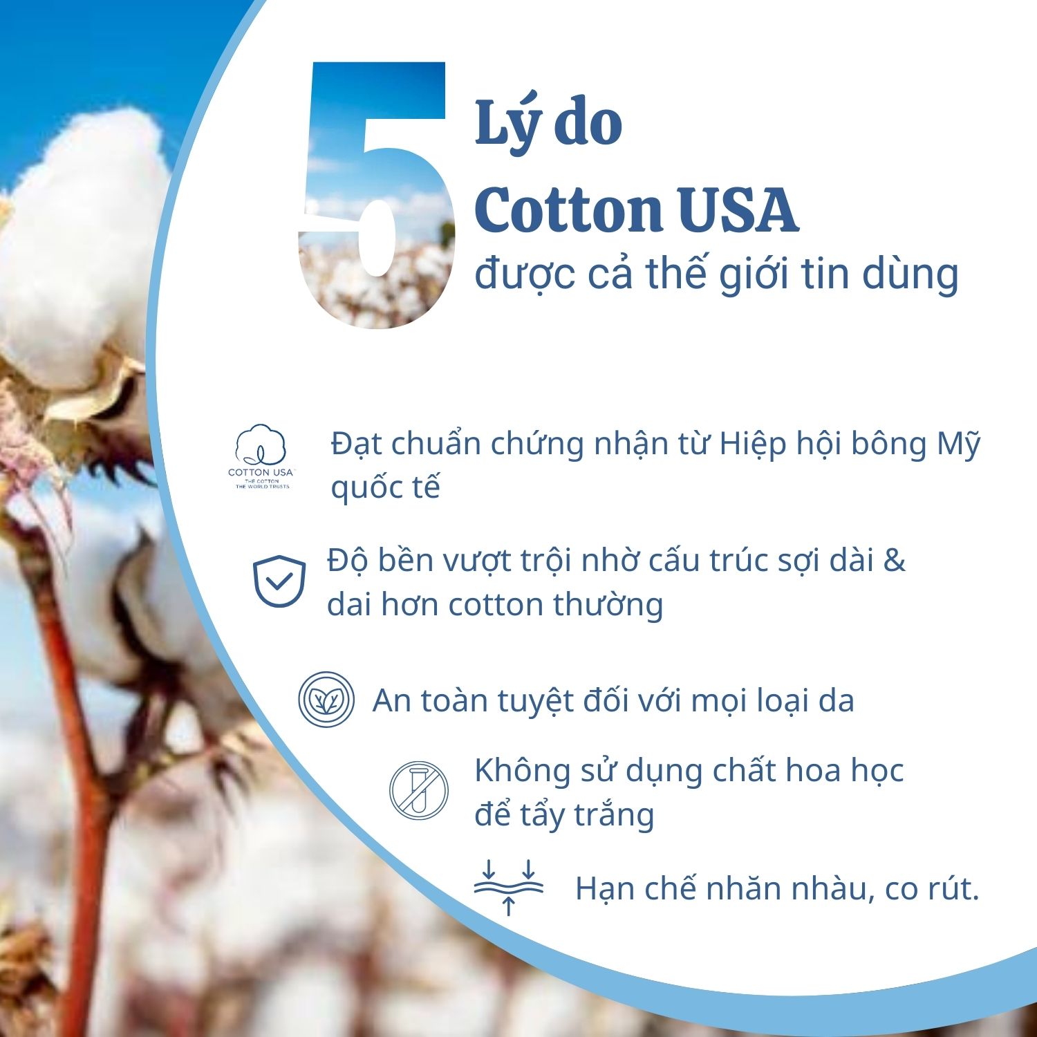 vai cotton my yodyvn