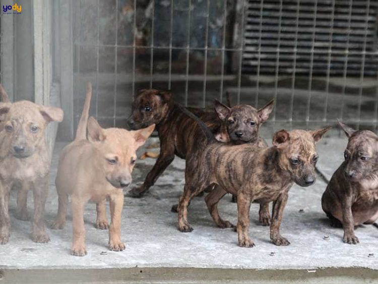 Trại chó xoáy Phú Quốc 
