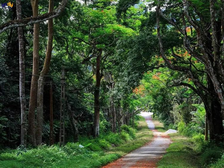 Rừng tự nhiên Bằng Tạ - Ba Vì