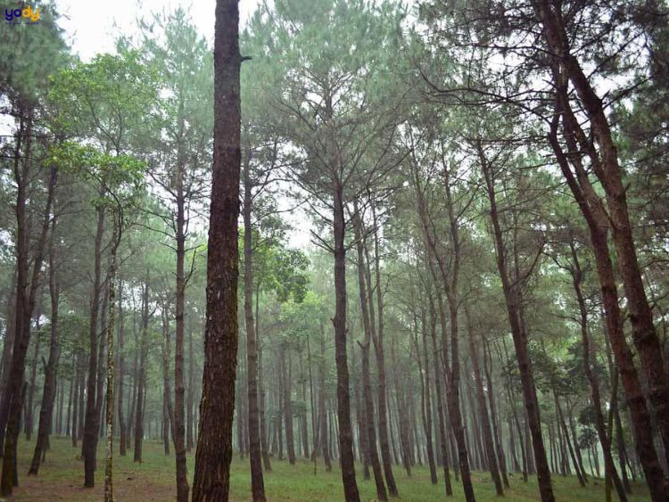 Rừng thông Ba Vì