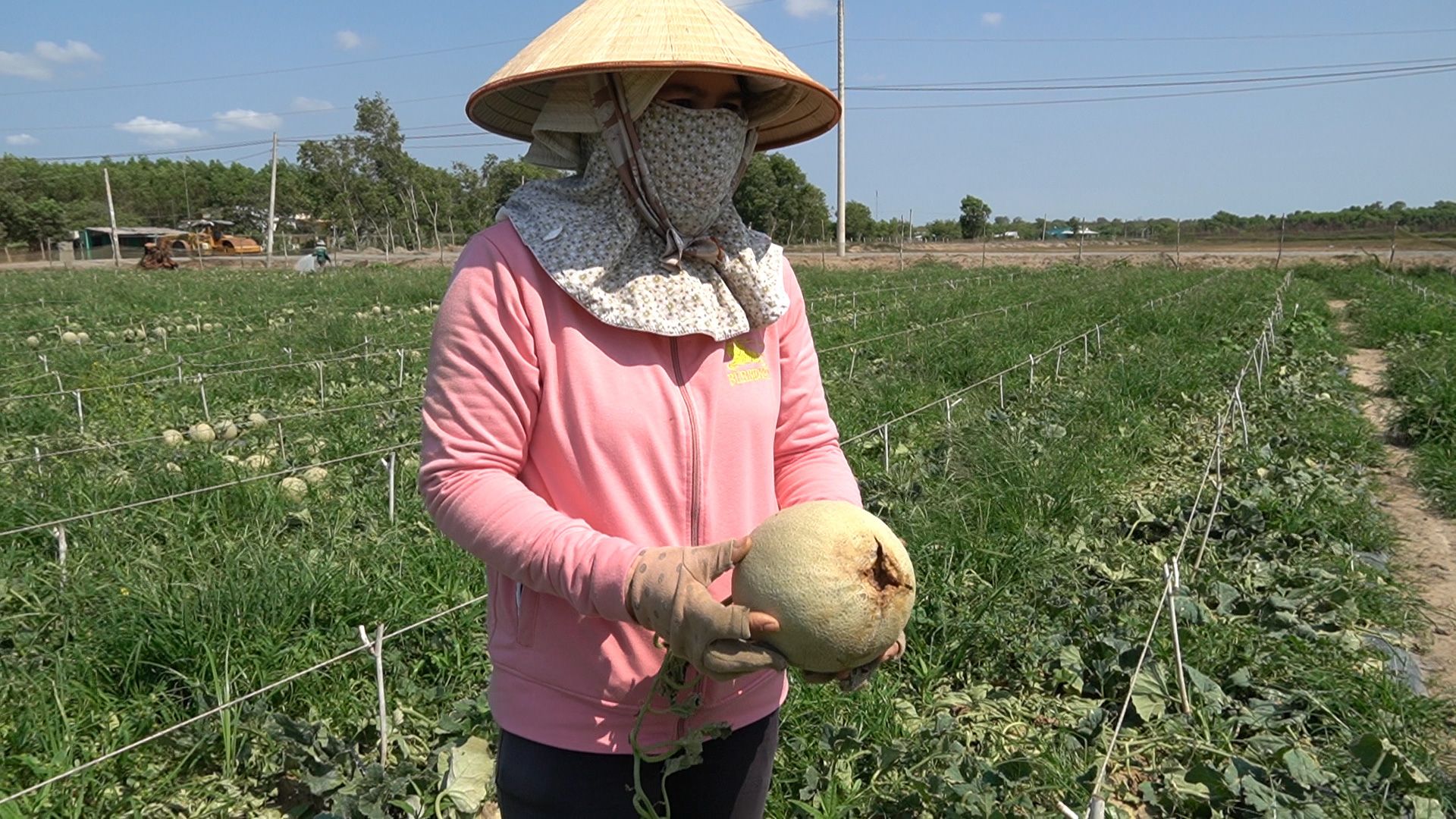cách chọn dưa lưới ngon
