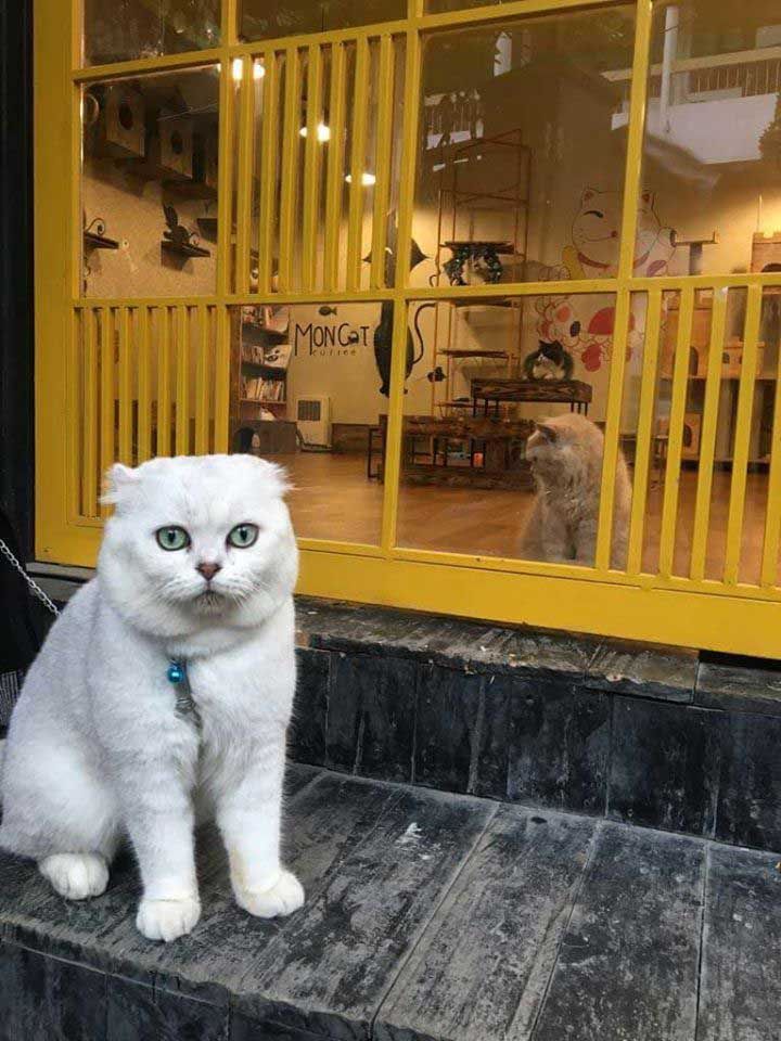 Quán cà phê mèo Hà Nội