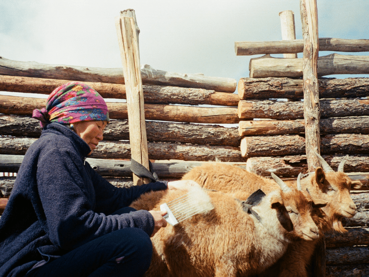 Quy trình tẩy lông cashmere