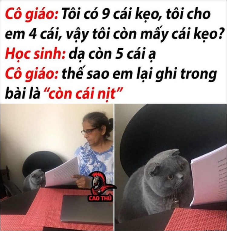 Hình Ảnh Memes Mèo Hài Hước