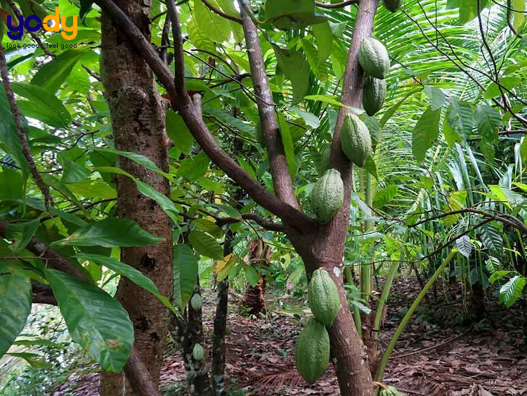Vườn ca cao Mười Cương