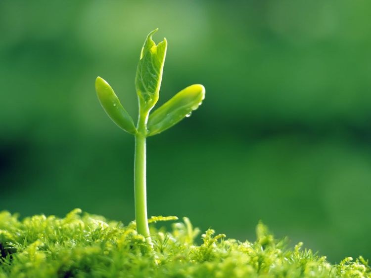 Đôi nét về bộ sách hạt giống tâm hồn