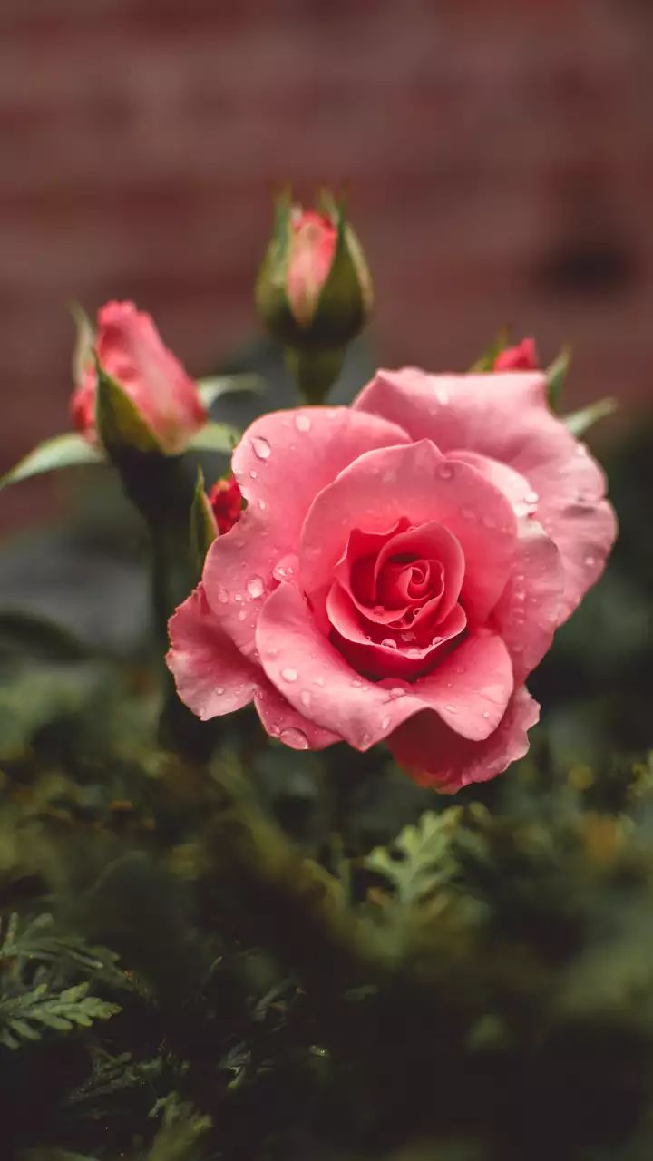 Hình nền hoa hồng xanh đẹp nhất | Hoa hồng xanh, Hình nền hoa, Ảnh tường cho  điện thoại