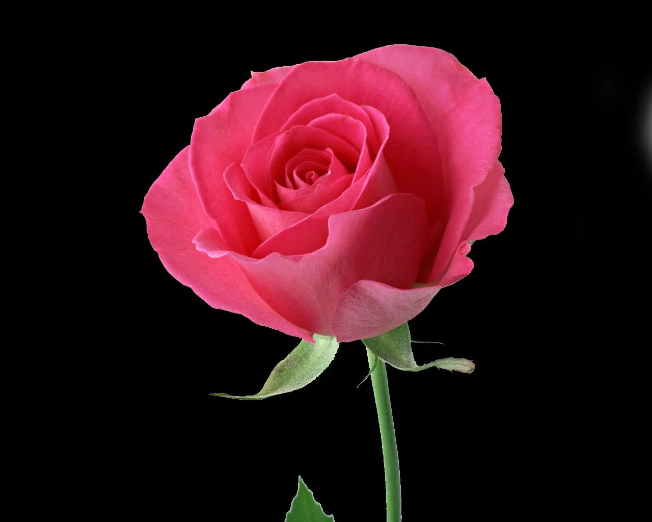 Các loại hoa màu đỏ đẹp nhất và ý nghĩa - Saigon Roses Blog