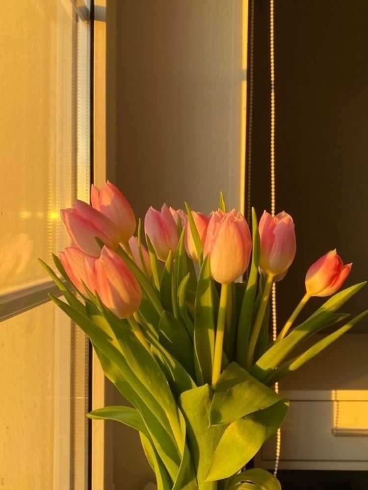 Hình nền hoa tulip nhiều màu, cực đẹp cho điện thoại và máy tính -  Fptshop.com.vn
