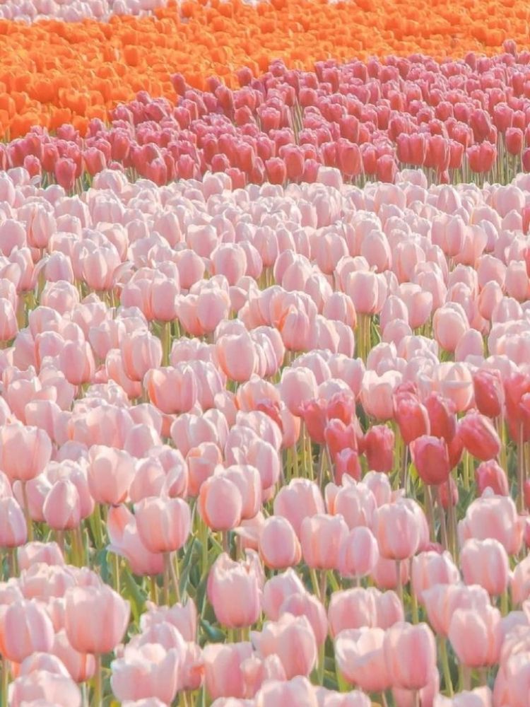 100+ hình nền hoa tulip Full HD 4K cực trang nhã thanh lịch 100+ Hình Nền Hoa Tulip Full Hd 4K Cực Trang Nhã Thanh Lịch