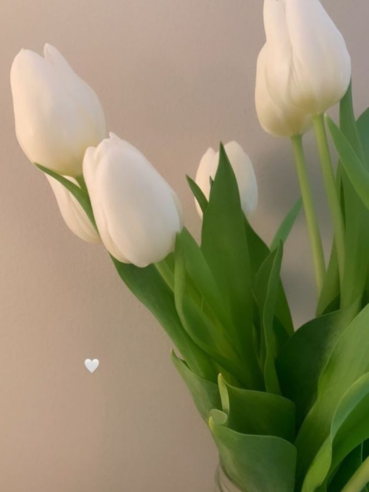 Khám phá vẻ đẹp tuyệt vời của hoa Tulip trên điện thoại của bạn
