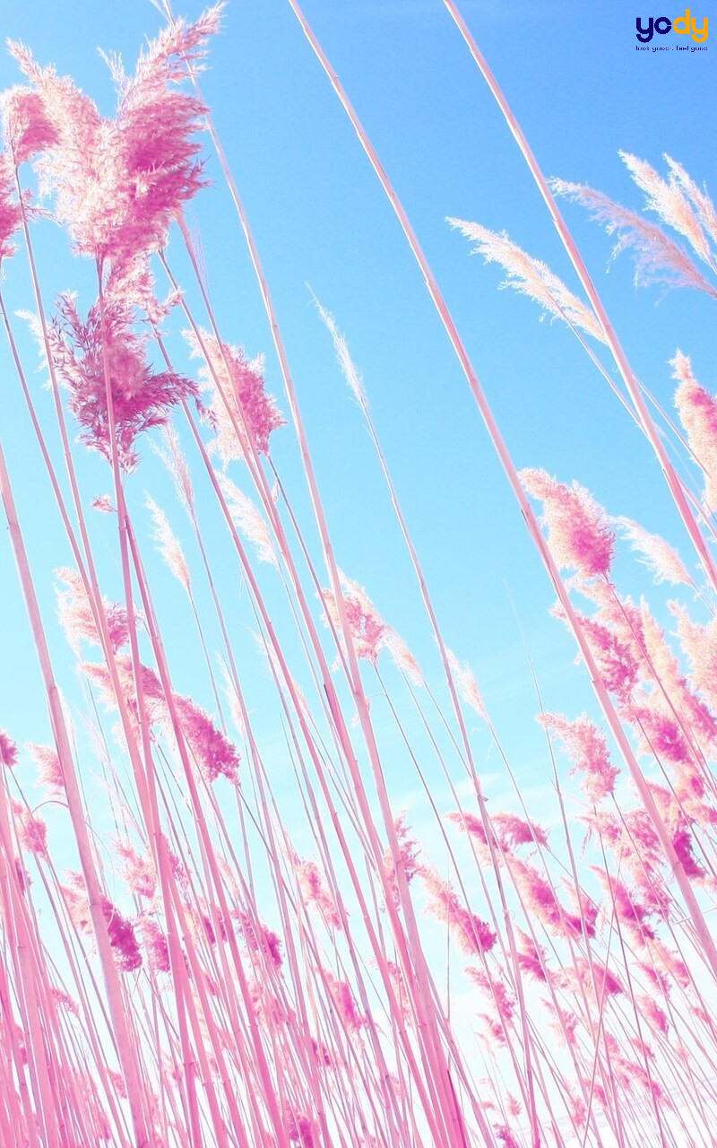 Hình Nền Nền Poster Màu Hồng đẹp, HD và Nền Cờ đẹp poster mẫu, merah muda,  nền pinterest để Tải Xuống Miễn Phí - Lovepik