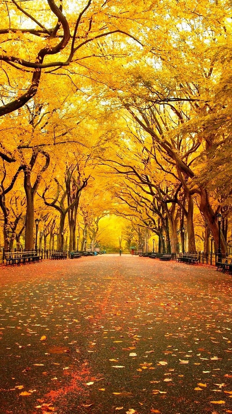 Bộ ảnh hình nền con đường mùa thu đẹp và lãng mạn cho điện thoại Oppo K9