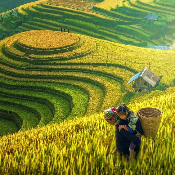 hình nền Việt Nam