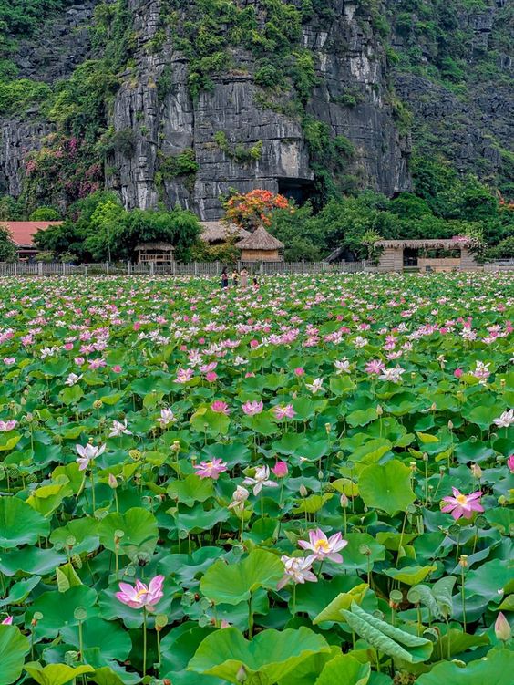 hình nền Việt Nam