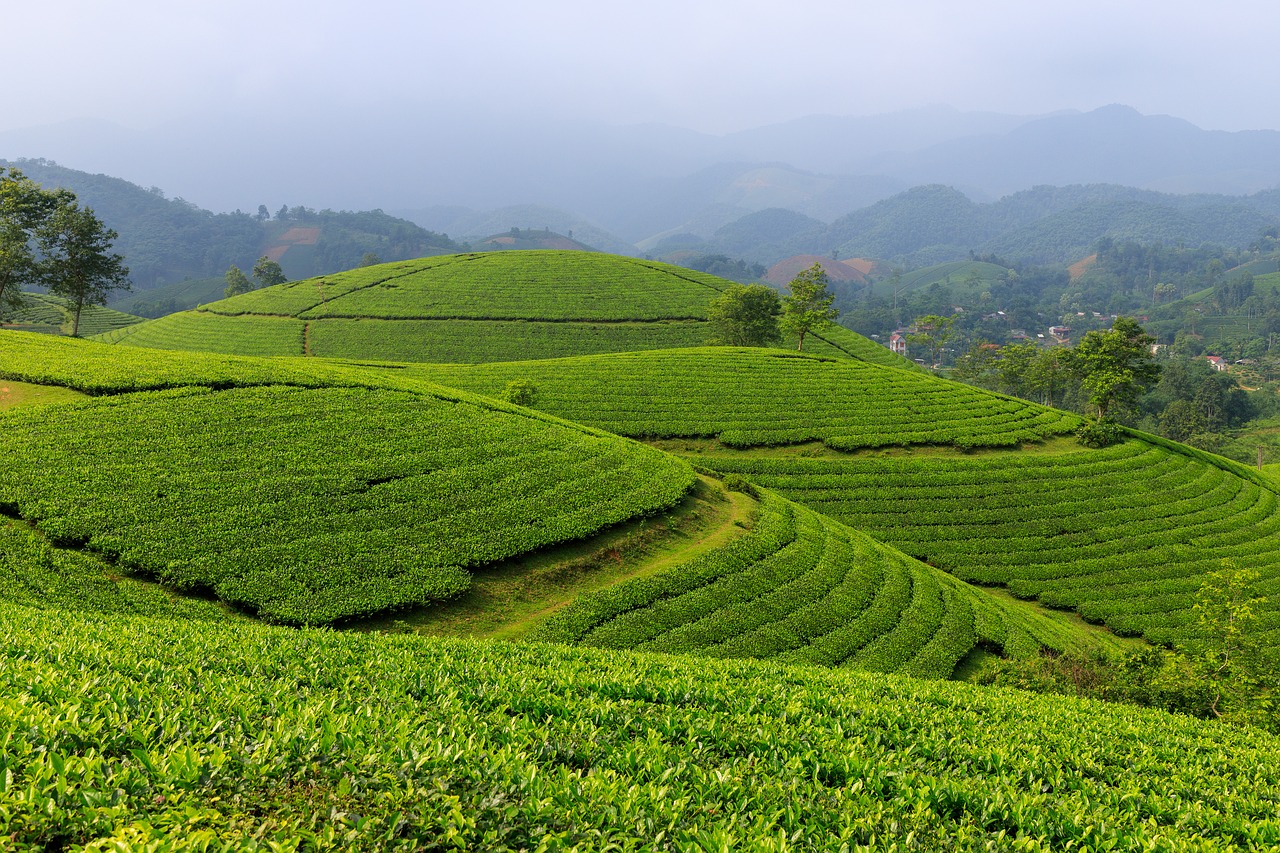 hình nền Việt Nam