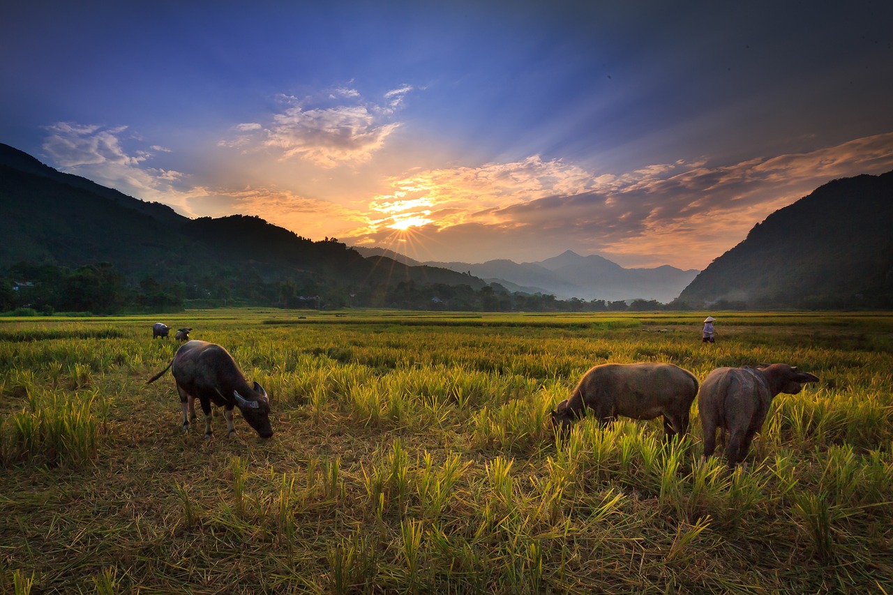 hình nền Việt Nam