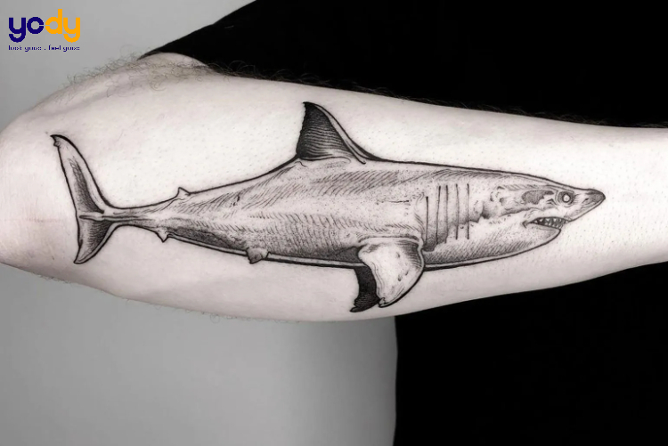 Tattoo cá mập đẹp, sắc nét