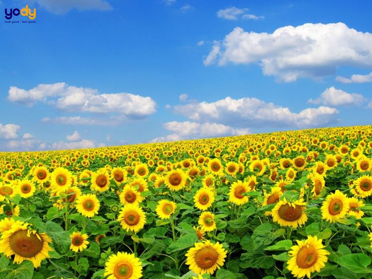 10000+ Hoa hướng dương & hình hoa hướng dương vẽ - Pixabay