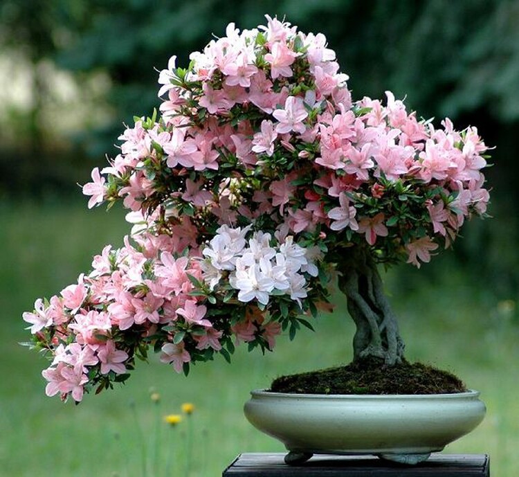Ý nghĩa của hoa đỗ quyên không phải ai cũng biết Ý Nghĩa Của Hoa Đỗ Quyên Không Phải Ai Cũng Biết