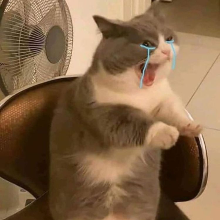 Mèo khóc meme