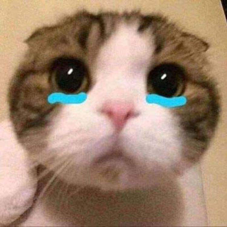 Tổng hợp 92+ hình nền mèo khóc mới nhất - Sai Gon English Center