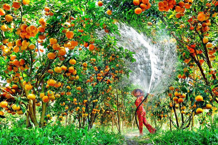 Khu du lịch Cần Thơ đậm chất miền Tây
