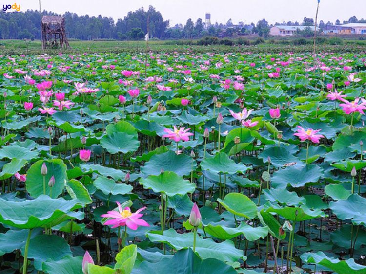 Khu du lịch sinh thái Đồng Tháp Mười