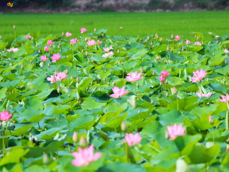 Khu du lịch sinh thái Đồng Tháp Mười