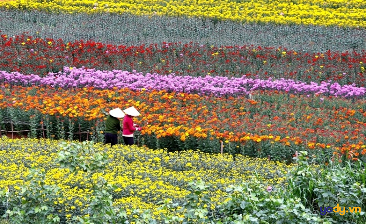Làng hoa Nhật Tân