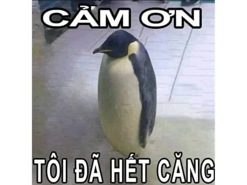 meme cảm ơn