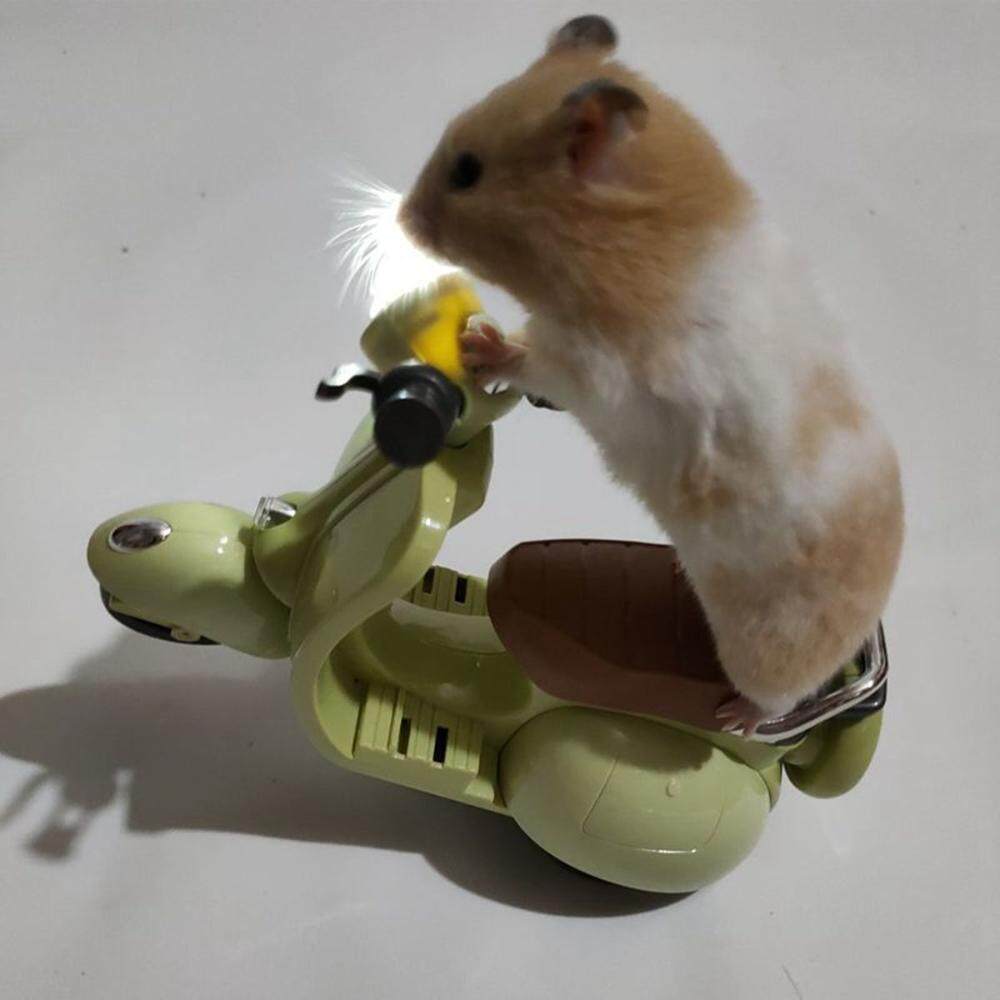 Animal - hamster | Hamster, Chuột hamster, Động vật