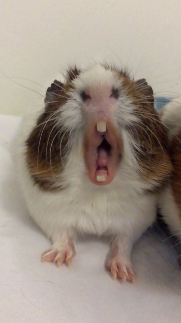 Xem ngay 2000+ cute hình ảnh chuột hamster dễ thương anime nở nụ cười trên  môi