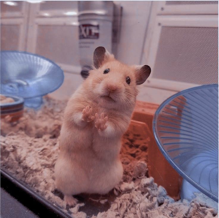 Hình Nền Điện Thoại Chuột Hamster | TikTok