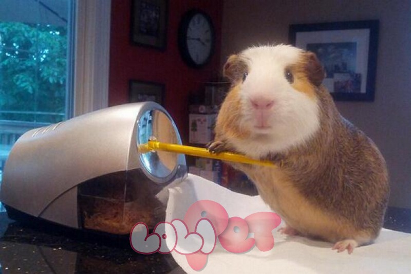 Hamster Dễ Thương Ăn Bánh Quy Hamster Hài Hước Hình minh họa Sẵn có - Tải  xuống Hình ảnh Ngay bây giờ - Chuột đồng - Bộ gặm nhấm, Kawaii, Ăn - iStock