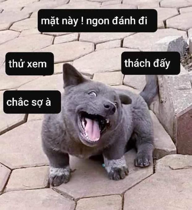 meme đánh nhau