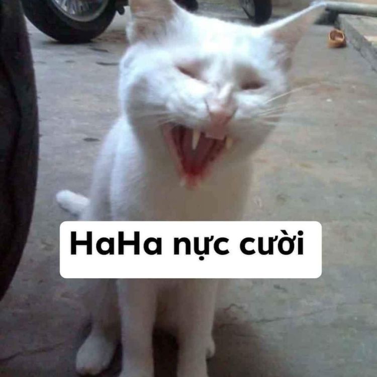 Túi biểu cảm mèo cười haha