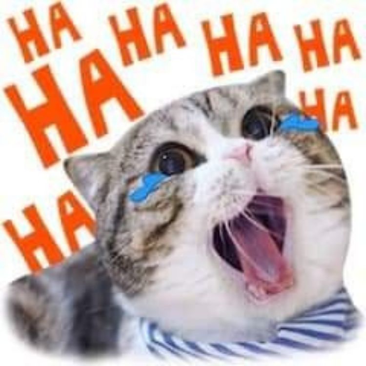 Meme mèo cười haha
