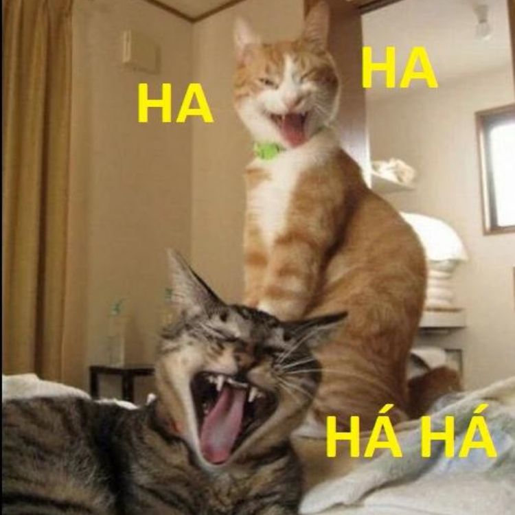 Meme mèo cười haha