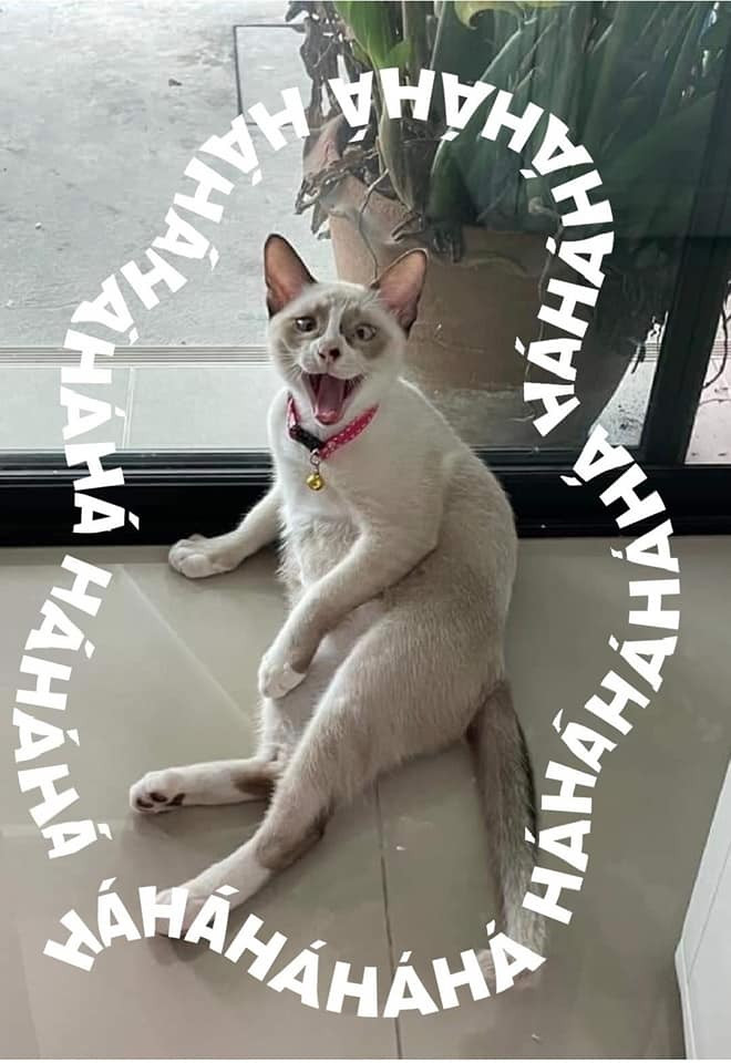 Meme mèo cười haha