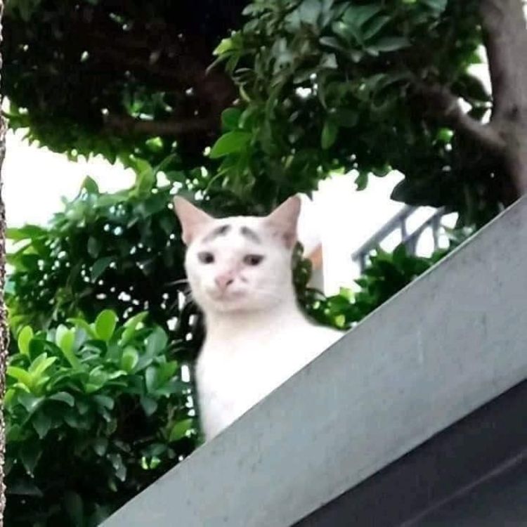 meme mèo