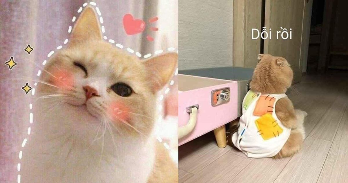 meme mèo cute