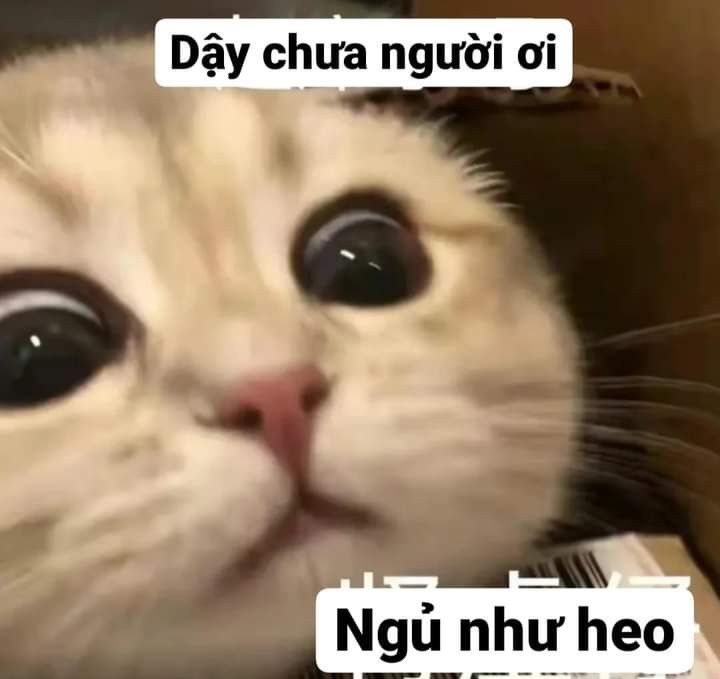 meme mèo cute