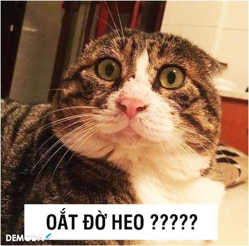 999 ảnh MeMe Mèo hài hước, meme mèo bựa.. (Phần #1)