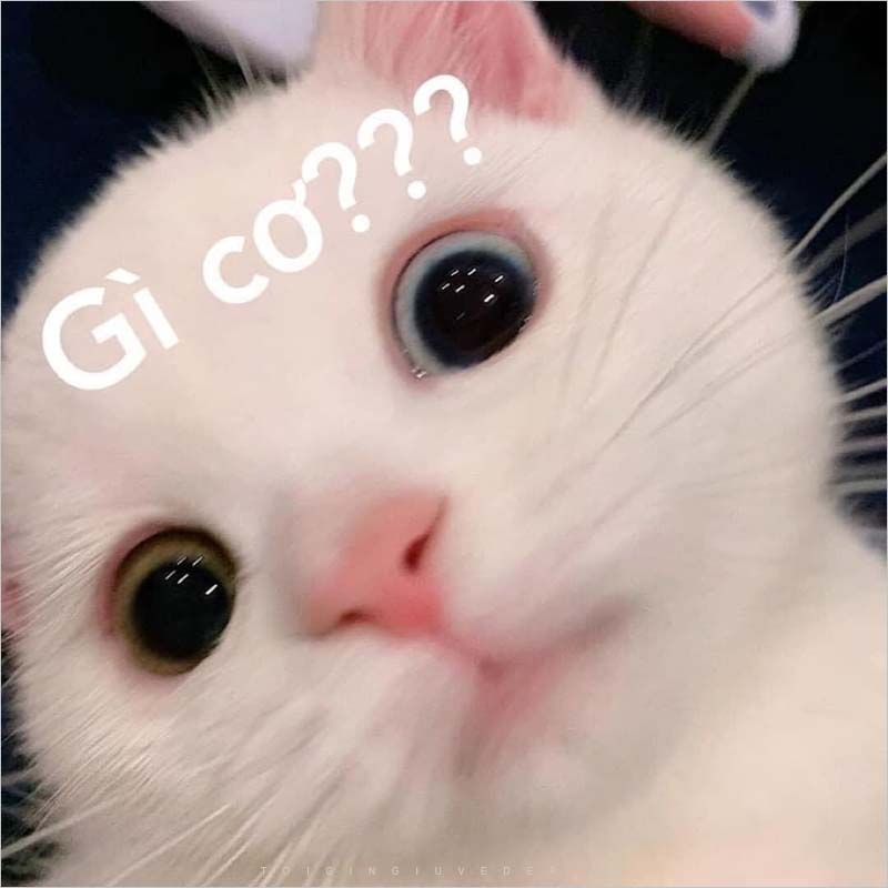 meme mèo cute