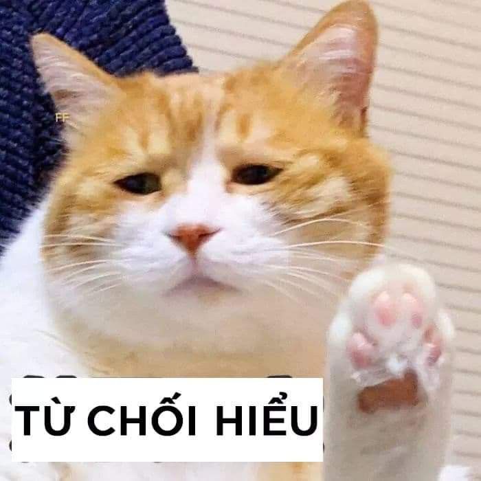 Ảnh Meme Mèo Bựa Cute Đáng Yêu Nhất Để Comment Dạo