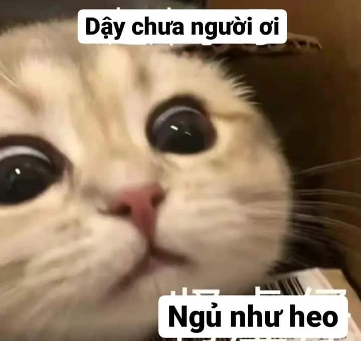 Lưu Ngay 1001+ Ảnh Meme Mèo Cute KHÔNG LỐI THOÁT