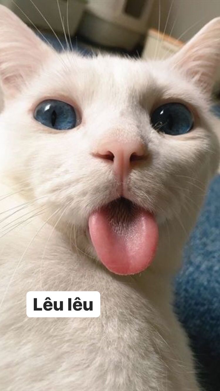 101 ảnh meme mèo khó hiểu hài hước dễ thương, chất lượng cao, tải miễn phí