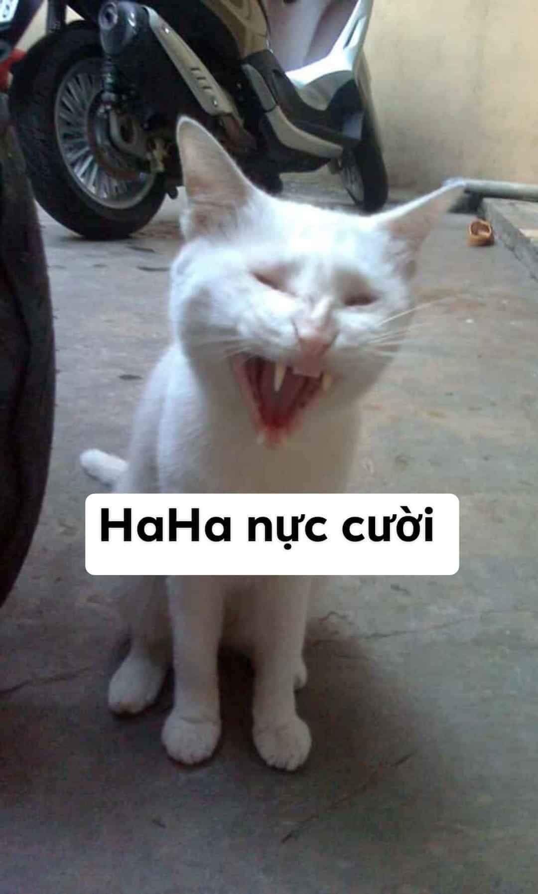 meme mèo cute